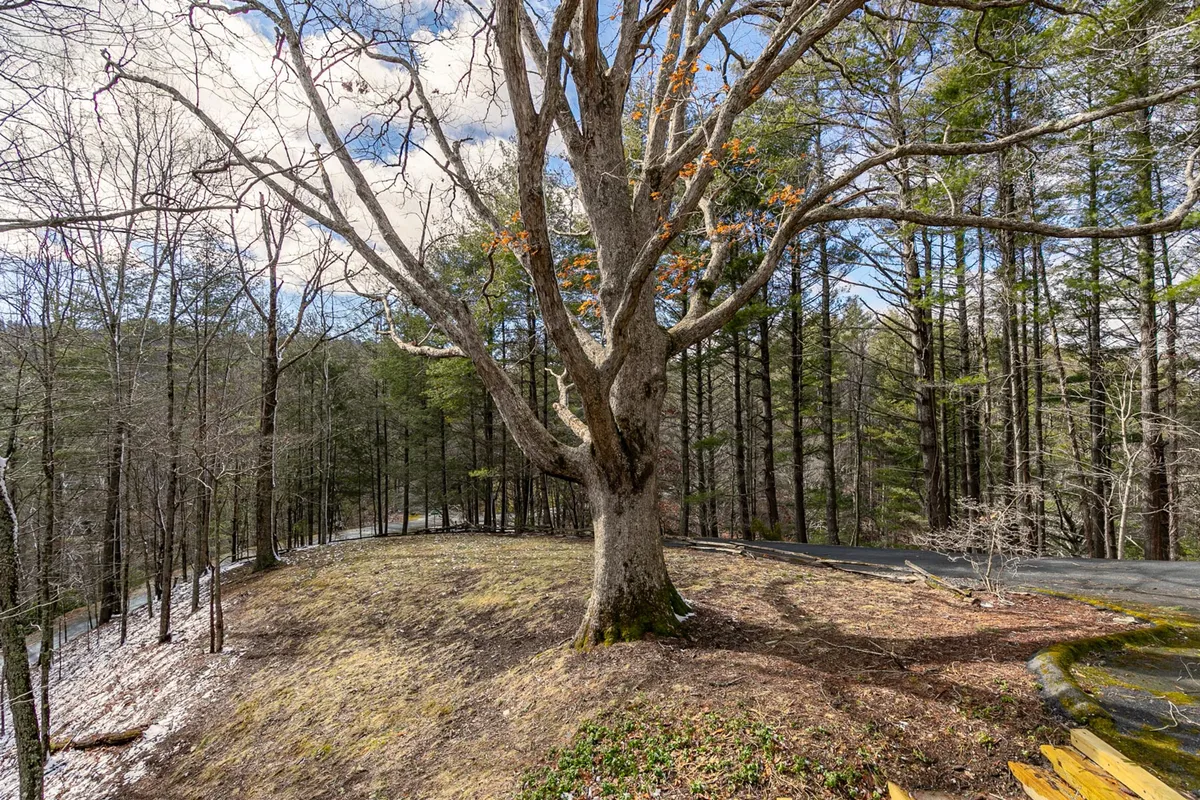 This exterior image features a large tree, a surrounding forest, and a pathway leading through the woods. The setting exudes a tranquil, natural atmosphere ideal for leisurely strolls with a pet and quiet exploration in the High Country.
