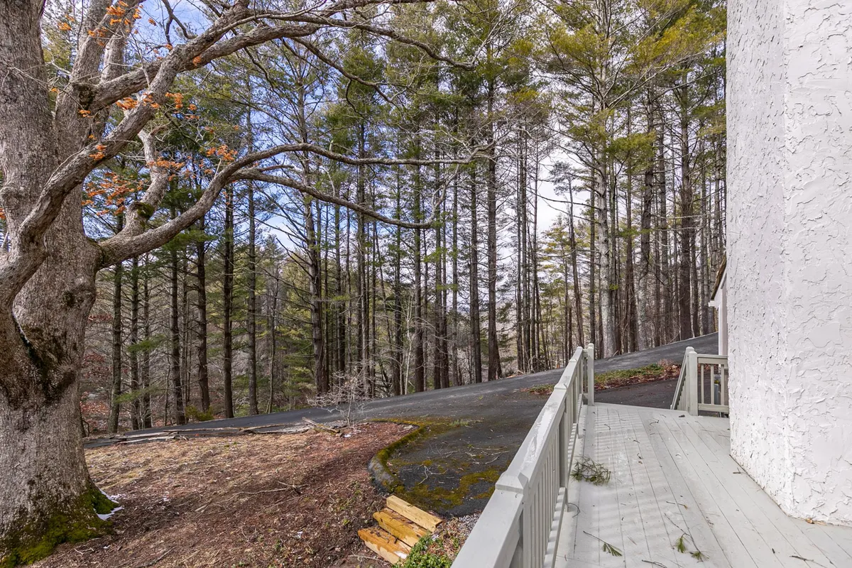 A serene outdoor scene with a sun-dappled driveway leading past a towering tree and into a tranquil forest. The composition hints at the journey from the property into the wild, while capturing the allure of peaceful morning walks and potential wildlife sightings.